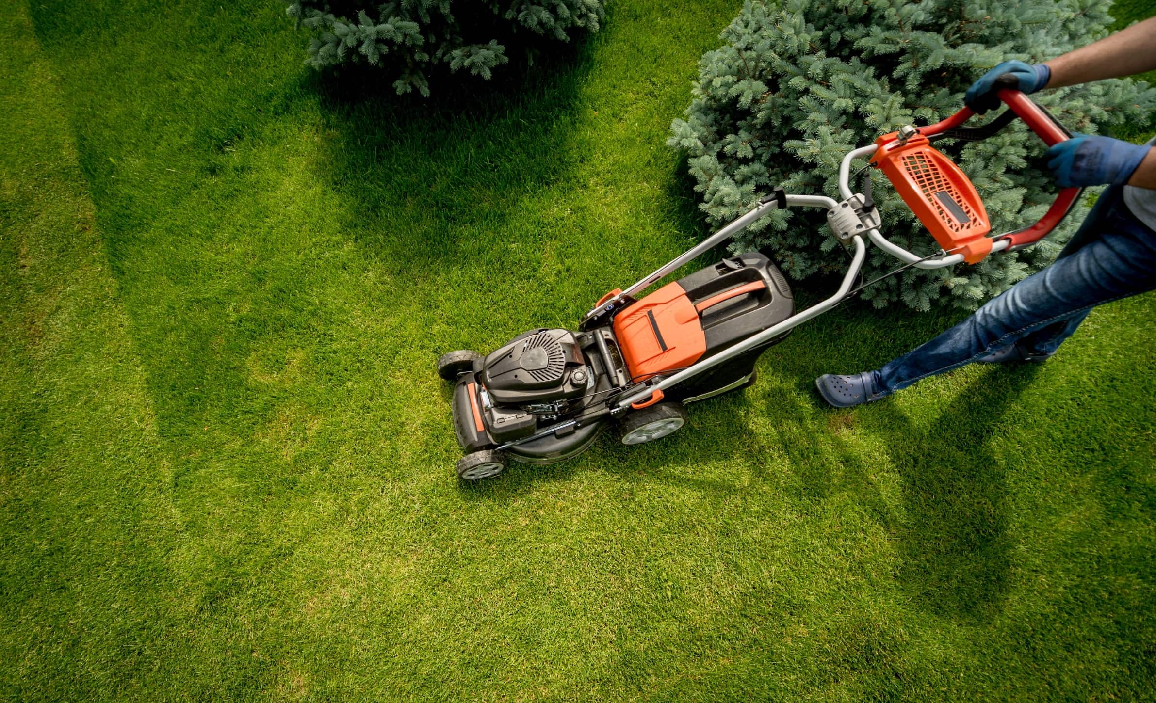 The mower goat
